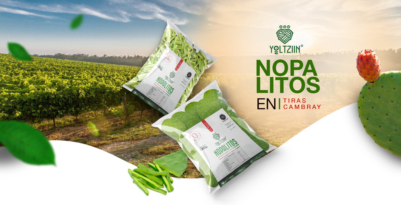 bolsa de Nopal, Nopales, Yoltziin